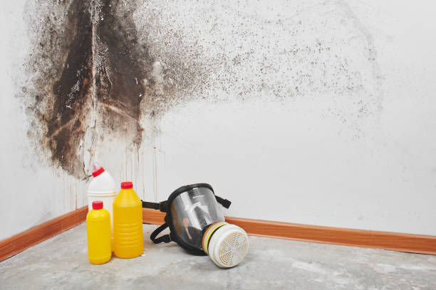 Best Mold Testing  in Evadale, TX