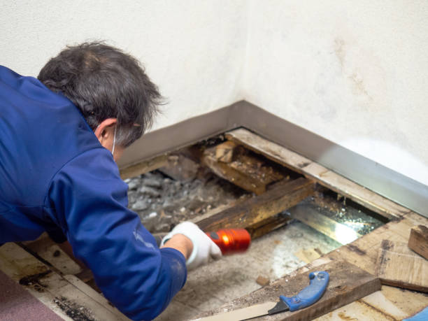 Best Mold Testing  in Evadale, TX