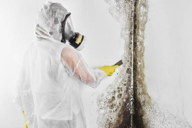 Best Toxic Mold Removal  in Evadale, TX