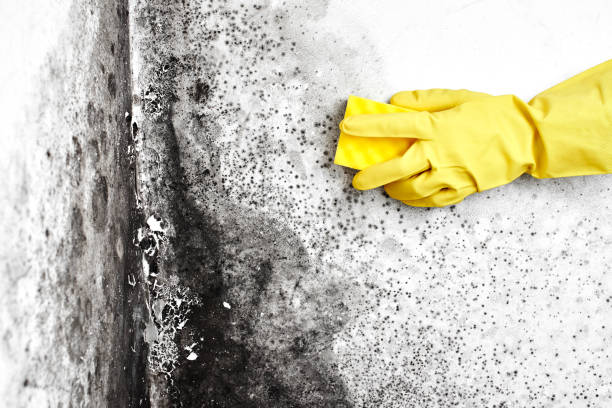 Attic Mold Removal in Evadale, TX