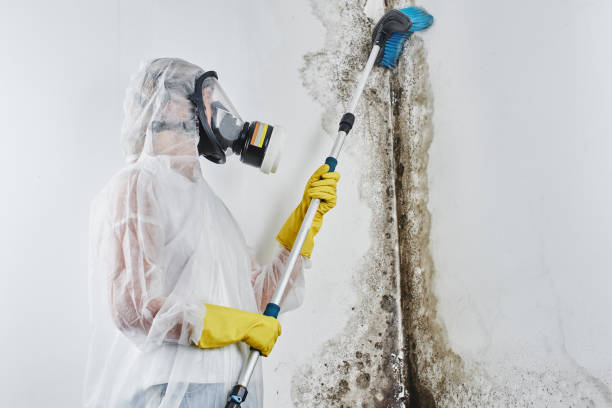 Best Office Mold Removal Services  in Evadale, TX