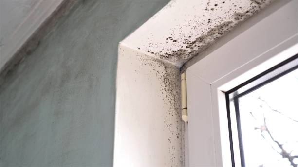 Best Professional Mold Removal  in Evadale, TX
