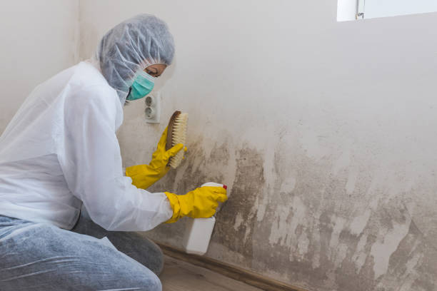 Best Emergency Mold Removal  in Evadale, TX