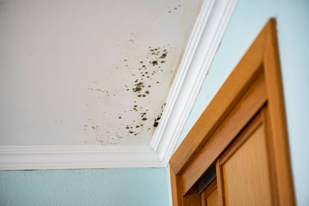 Best Mold Remediation  in Evadale, TX