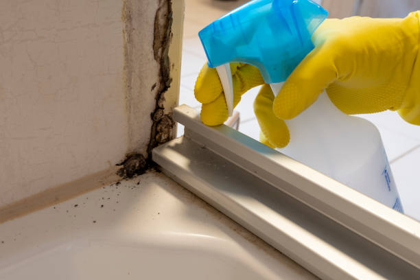 Best Local Mold Removal Service  in Evadale, TX