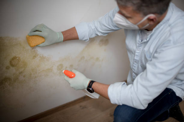 Mold Removal and Inspection in Evadale, TX
