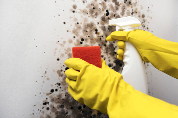 Best Affordable Mold Removal  in Evadale, TX