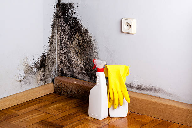 Best Best Mold Removal Companies  in Evadale, TX