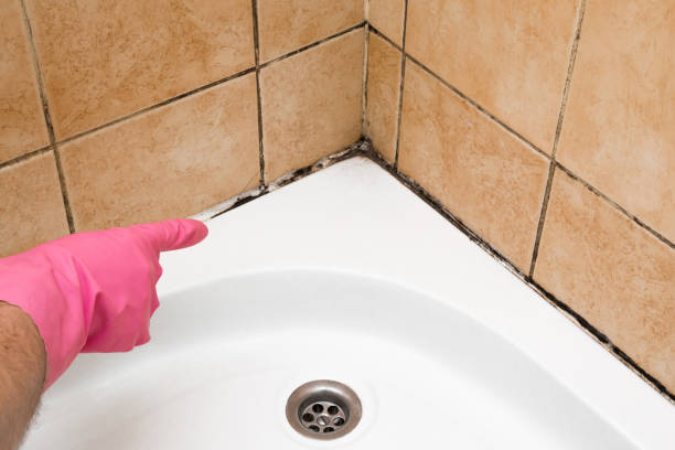 Certified Mold Removal in Evadale, TX