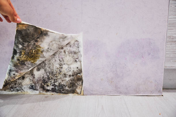 Professional Mold Removal in Evadale, TX